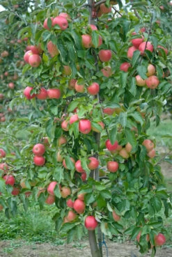 Pinova ® Malus Domestica -Premium-Pflanzenauswahl-Shop Pinova3