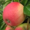Pinova ® Malus Domestica 2 Pinova ® Malus Domestica -Premium-Pflanzenauswahl-Shop PinovaTWyvchO5mTx8N