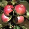 Säulenapfel `Pompink Ⓢ´ Malus Domestica `Pompink Ⓢ´ -Premium-Pflanzenauswahl-Shop Pompink