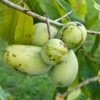 Veredelte Indianerbanane (Paw Paw) `Prima 1216´ Asimina Triloba `Prima 1216´ -Premium-Pflanzenauswahl-Shop Prima 1216