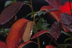 Prince William-Großfruchtige Felsenbirne Amelanchier `Prince William´ -Premium-Pflanzenauswahl-Shop Prince William Kordes Jungpflanzen1