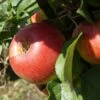 Prinz Albrecht Von Preußen Malus Domestica 1 Prinz Albrecht Von Preußen Malus Domestica -Premium-Pflanzenauswahl-Shop Prinz albrecht