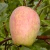 Prinzenapfel / Haferapfel Malus Domestica 1 Prinzenapfel / Haferapfel Malus Domestica -Premium-Pflanzenauswahl-Shop Prinzenapfel