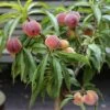 Zwergpfirsich `Bonanza´ Prunus Persica -Premium-Pflanzenauswahl-Shop Prunus persica Bonanza 1S1B7039