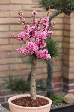 Zwergnektarine `Nectarella´ Prunus Nucipersica