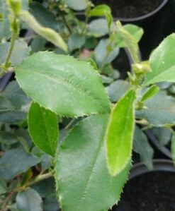 Chinesische Quitte / Holzquitte Pseudocydonia Sinensis -Premium-Pflanzenauswahl-Shop Pseudonya sinensis chinesische Quitte