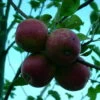 Purpurroter Cousinot Malus Domestica -Premium-Pflanzenauswahl-Shop Purpurroter Cusinot
