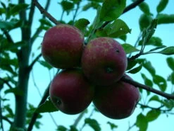 Purpurroter Cousinot Malus Domestica