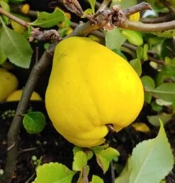 Chinesische Quitte / Holzquitte Pseudocydonia Sinensis -Premium-Pflanzenauswahl-Shop Quitte Holzquitte