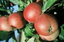 Roter Berlepsch Malus Domestica