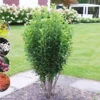 Säulen-Felsenbirne `Rainbow Pillar´® Amelanchier Canadensis `Rainbow Pillar´ -Premium-Pflanzenauswahl-Shop Rainbow Pillar Kordes Jungpflanzen