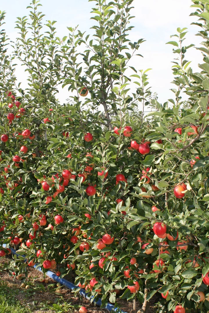 Rebella ® Malus Domestica 4 Rebella ® Malus Domestica – Bild 2