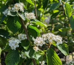 Erlenblättrige Eberesche `Red Bird´ Sorbus Alnifolia `Red Bird´ 9 Erlenblättrige Eberesche `Red Bird´ Sorbus Alnifolia `Red Bird´ -Premium-Pflanzenauswahl-Shop Red Bird 1