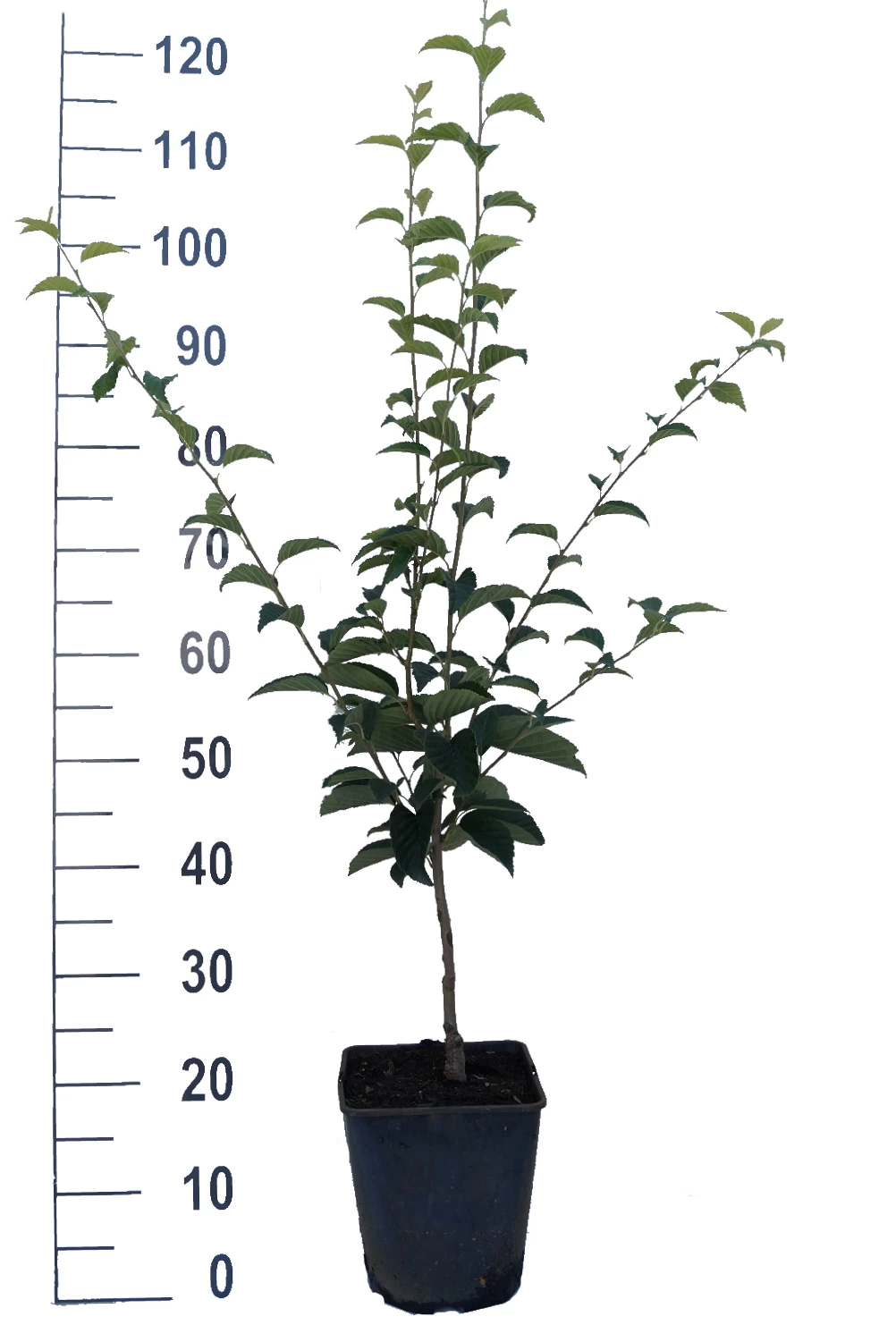 Erlenblättrige Eberesche `Red Bird´ Sorbus Alnifolia `Red Bird´ 4 Erlenblättrige Eberesche `Red Bird´ Sorbus Alnifolia `Red Bird´ – Bild 2