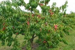 Pfirsich Red Haven Prunus Persica `Red Haven´ -Premium-Pflanzenauswahl-Shop Red HAven Baum