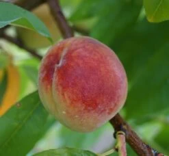 Pfirsich Red Haven Prunus Persica `Red Haven´ -Premium-Pflanzenauswahl-Shop Red Haven