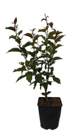 Säulenzierapfel "Red Obelisk" Malus `Red Obelisk´ 15 Säulenzierapfel "Red Obelisk" Malus `Red Obelisk´ -Premium-Pflanzenauswahl-Shop Red Obelisk12