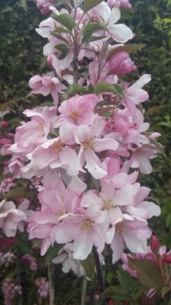 Säulenzierapfel "Red Obelisk" Malus `Red Obelisk´ 14 Säulenzierapfel "Red Obelisk" Malus `Red Obelisk´ -Premium-Pflanzenauswahl-Shop Red Obelisk5728ab6c725bc