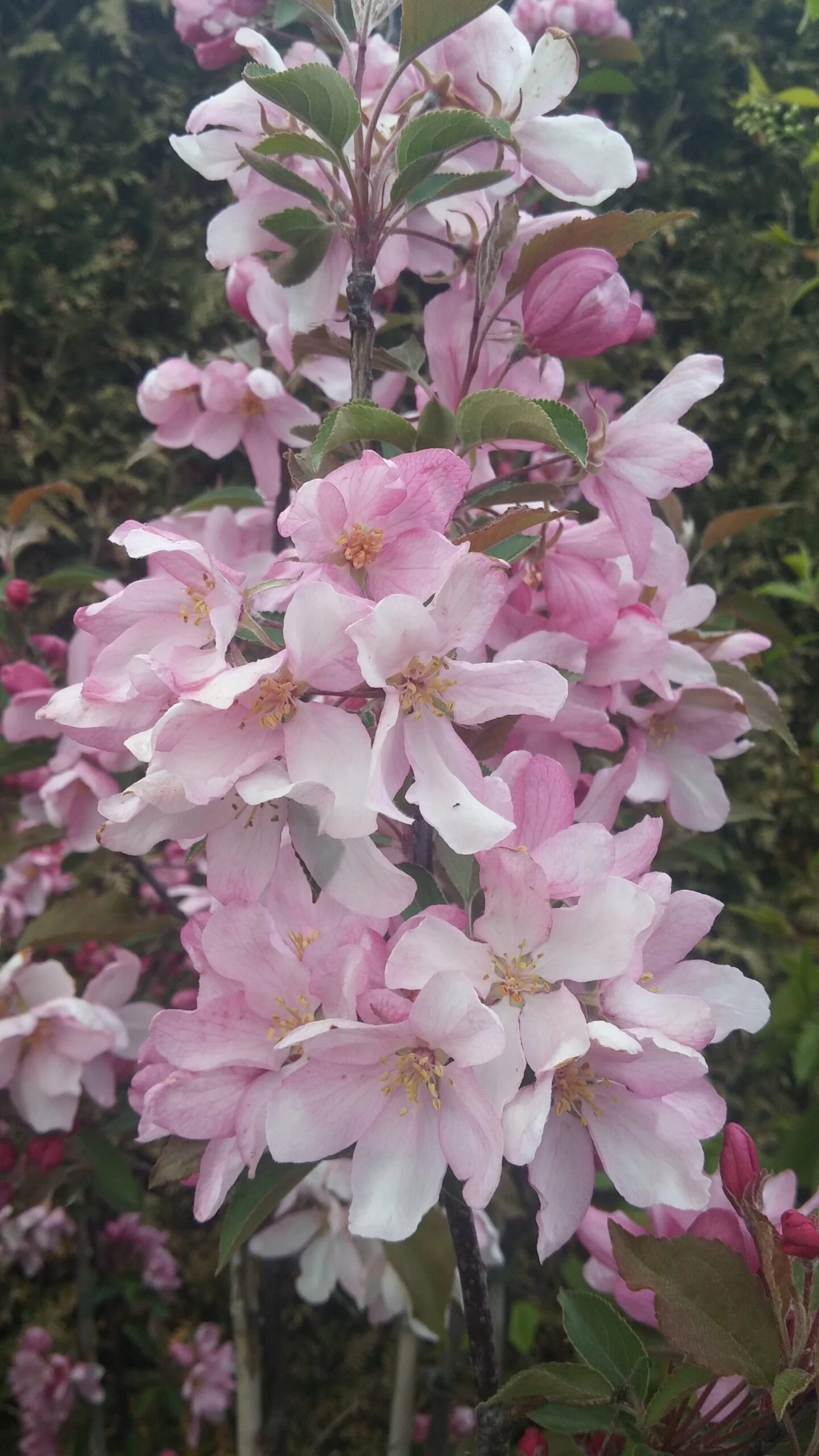 Säulenzierapfel "Red Obelisk" Malus `Red Obelisk´ 8 Säulenzierapfel "Red Obelisk" Malus `Red Obelisk´ – Bild 6
