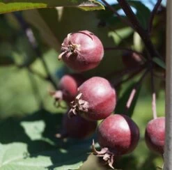 Säulenzierapfel "Red Obelisk" Malus `Red Obelisk´ 11 Säulenzierapfel "Red Obelisk" Malus `Red Obelisk´ -Premium-Pflanzenauswahl-Shop Red Obelisk5b3b7e7a79821
