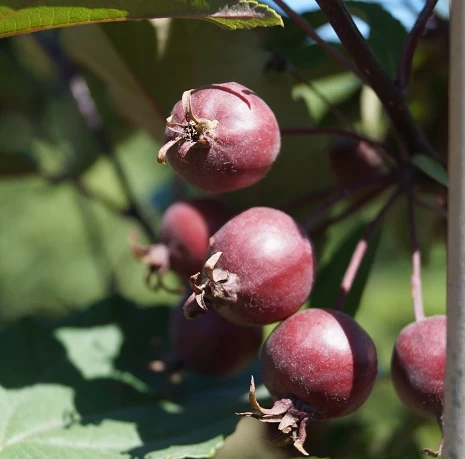 Säulenzierapfel "Red Obelisk" Malus `Red Obelisk´ 5 Säulenzierapfel "Red Obelisk" Malus `Red Obelisk´ – Bild 3