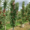 Säulenapfel `Red River´ Malus Domestica `Red River´ 1 Säulenapfel `Red River´ Malus Domestica `Red River´ -Premium-Pflanzenauswahl-Shop Red River 2