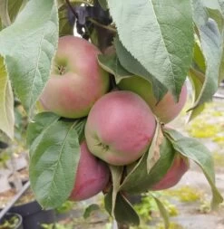 Säulenapfel `Red River´ Malus Domestica `Red River´ 9 Säulenapfel `Red River´ Malus Domestica `Red River´ -Premium-Pflanzenauswahl-Shop Red River