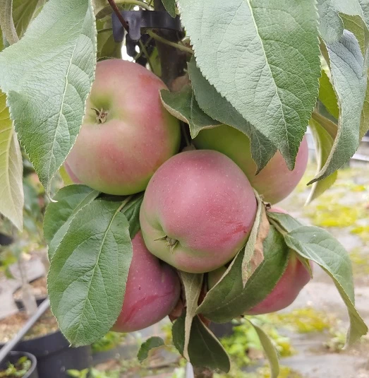 Säulenapfel `Red River´ Malus Domestica `Red River´ 5 Säulenapfel `Red River´ Malus Domestica `Red River´ – Bild 3