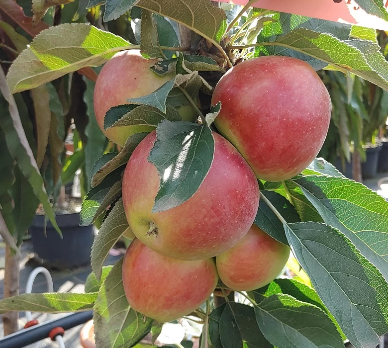 Säulenapfel `Red River´ Malus Domestica `Red River´ 4 Säulenapfel `Red River´ Malus Domestica `Red River´ – Bild 2