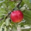 Reglindis ® Malus Domestica `Reglindis´ 2 Reglindis ® Malus Domestica `Reglindis´ -Premium-Pflanzenauswahl-Shop ReglindisQAqIaLlre5f6L