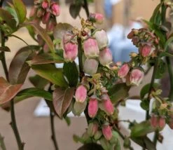 Heidelbeere - Reka Vaccinum Corymbosum `Reka´ -Premium-Pflanzenauswahl-Shop Reka Bl te