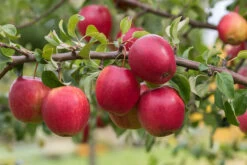 Rewena ® Malus Domestica -Premium-Pflanzenauswahl-Shop Rewena 2