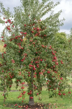 Rewena ® Malus Domestica -Premium-Pflanzenauswahl-Shop Rewena