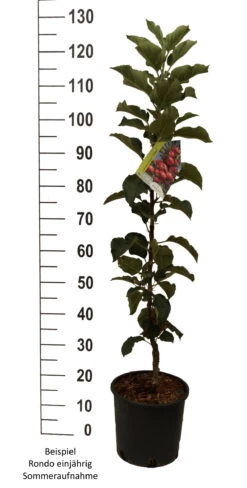 Säulenapfel `Rondo´ Malus Domestica `Rondo´ -Premium-Pflanzenauswahl-Shop Rondo einj hrig weiss