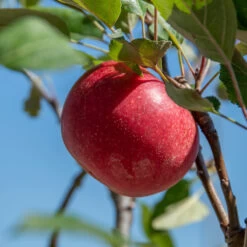 Rosette® Malus Domestica -Premium-Pflanzenauswahl-Shop Rosette 2