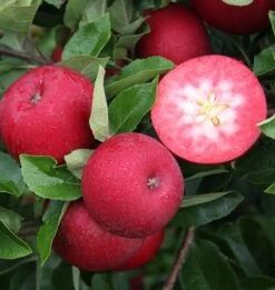 Rosette® Malus Domestica