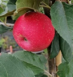 Rosette® Malus Domestica -Premium-Pflanzenauswahl-Shop Rosette2
