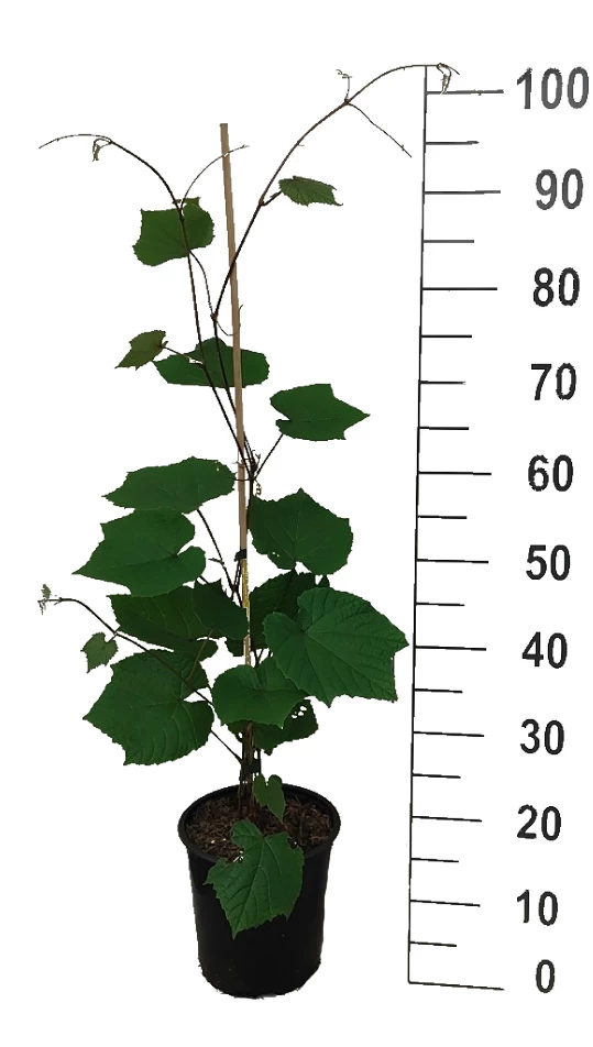 Rostrote Weinrebe / Scharlachwein Vitis Coignetiae 4 Rostrote Weinrebe / Scharlachwein Vitis Coignetiae – Bild 2