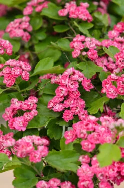 Rotdorn `Pauls Scarlet´ Crataegus Laevigata `Pauls Scarlet´ 8 Rotdorn `Pauls Scarlet´ Crataegus Laevigata `Pauls Scarlet´ -Premium-Pflanzenauswahl-Shop Rotdorn 2