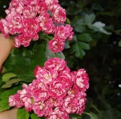 Rotdorn `Pauls Scarlet´ Crataegus Laevigata `Pauls Scarlet´ 10 Rotdorn `Pauls Scarlet´ Crataegus Laevigata `Pauls Scarlet´ -Premium-Pflanzenauswahl-Shop Rotdorn bl te