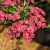 Rotdorn `Pauls Scarlet´ Crataegus Laevigata `Pauls Scarlet´ 2 Rotdorn `Pauls Scarlet´ Crataegus Laevigata `Pauls Scarlet´ -Premium-Pflanzenauswahl-Shop Rotdorn1