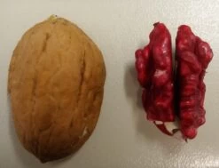 Walnuss `Rote Donaunuss´ Juglans Regia `Rote Donaunuss´ -Premium-Pflanzenauswahl-Shop Rote Walnuss1