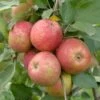 Roter Boskoop Malus Domestica -Premium-Pflanzenauswahl-Shop Roter Boskoop 2