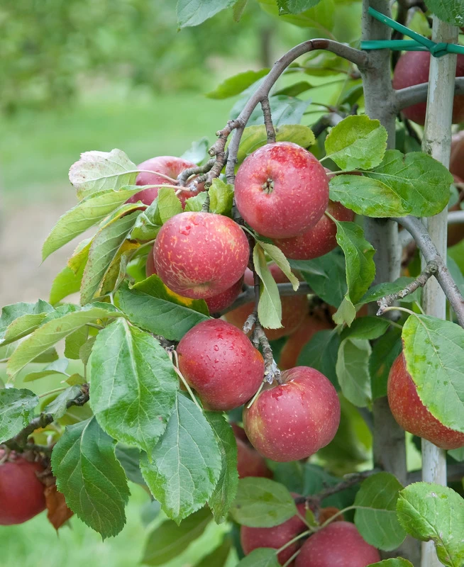 Roter Boskoop Malus Domestica 4 Roter Boskoop Malus Domestica – Bild 2