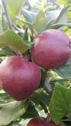 Rotfleischiger Apfel Malus Domestica -Premium-Pflanzenauswahl-Shop Rotfleishciger APfel