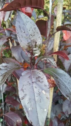 Zierapfel Royalty Malus `Royalty´ 8 Zierapfel Royalty Malus `Royalty´ -Premium-Pflanzenauswahl-Shop Royalty