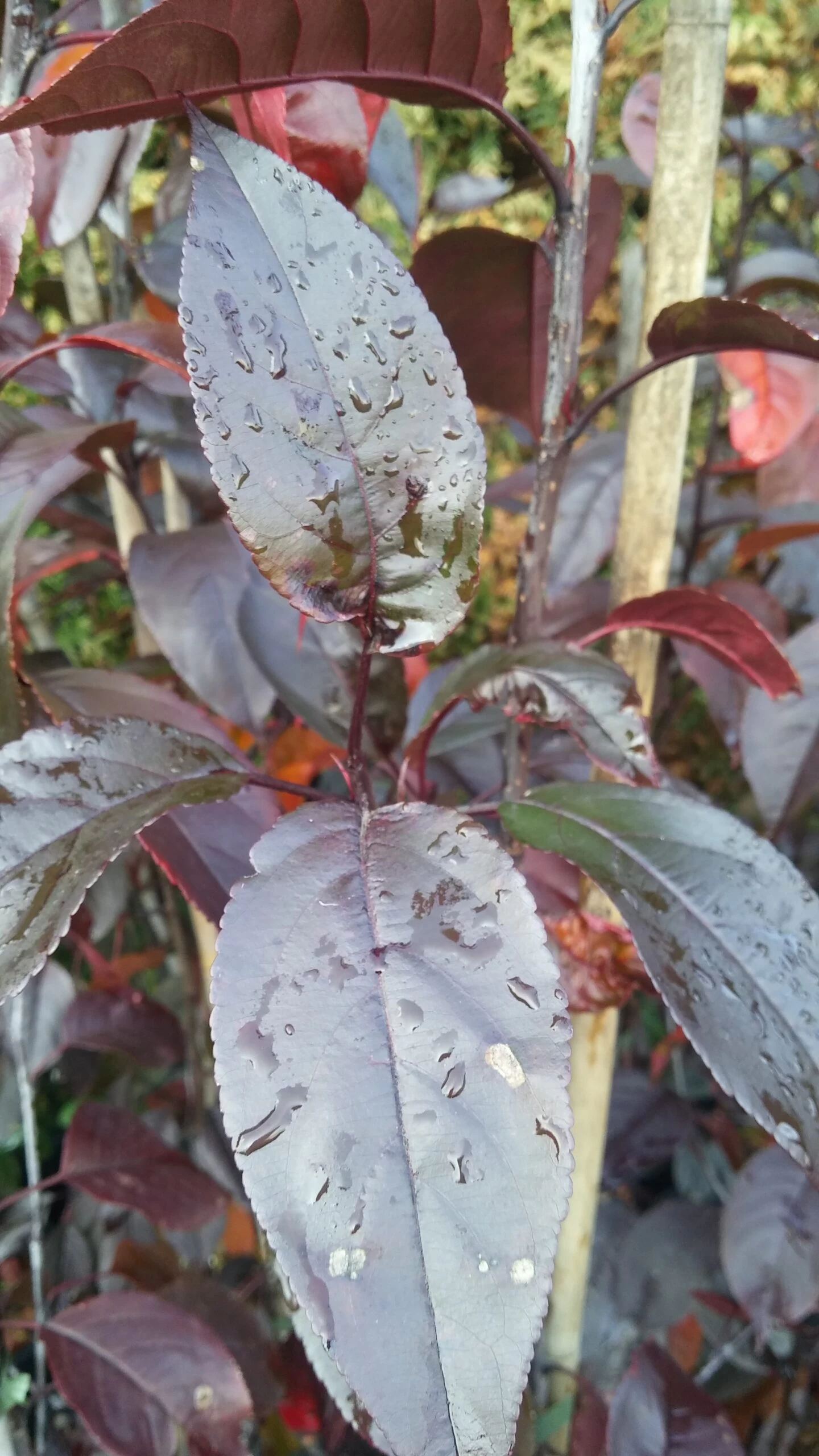 Zierapfel Royalty Malus `Royalty´ 5 Zierapfel Royalty Malus `Royalty´ – Bild 3