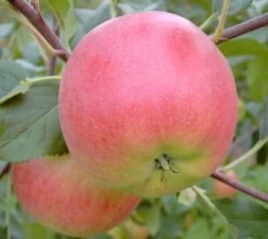 Rubinola Ⓢ Malus Domestica `Rubinola´ -Premium-Pflanzenauswahl-Shop Rubinola