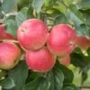 Rubinola Ⓢ Malus Domestica `Rubinola´ 2 Rubinola Ⓢ Malus Domestica `Rubinola´ -Premium-Pflanzenauswahl-Shop RubinolaSFv5uUYf1Q6wu