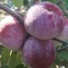Russinka Malus Domestica `Russinka´ 1 Russinka Malus Domestica `Russinka´ -Premium-Pflanzenauswahl-Shop Russinka1